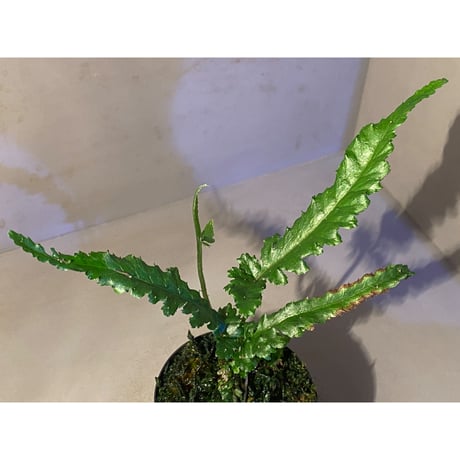 Bolbitis sp. from Siberut [LA]