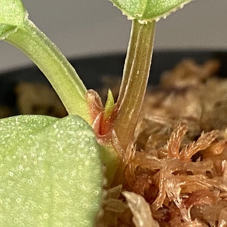 Homalomena sp. from Sumatera Utara [LA0722-02]