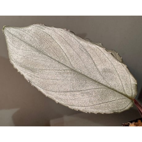 Homalomena sp. "Pink Velvet Long Leaf" from Kepulauan Riau
