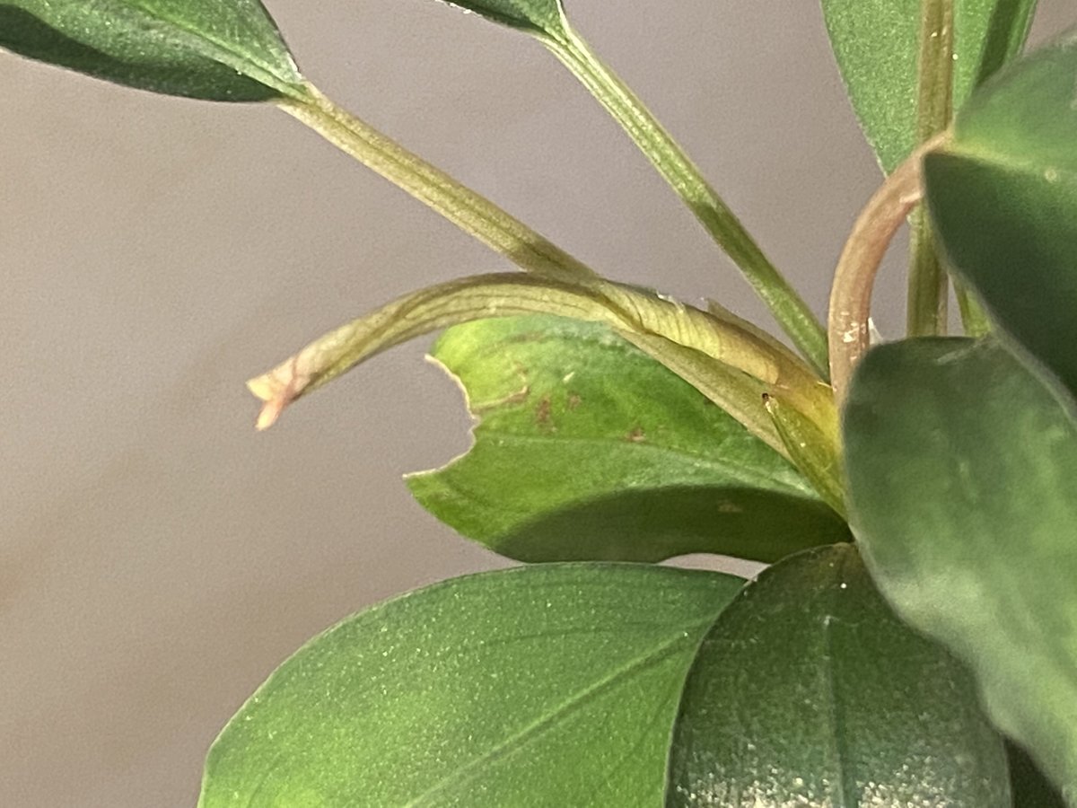 大株) Bucephalandra sp. 