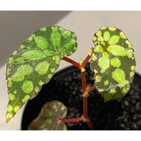 Begonia chlorosticta (Green) from Borneo Sarawak