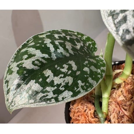 Scindapsus "Jigsaw"
