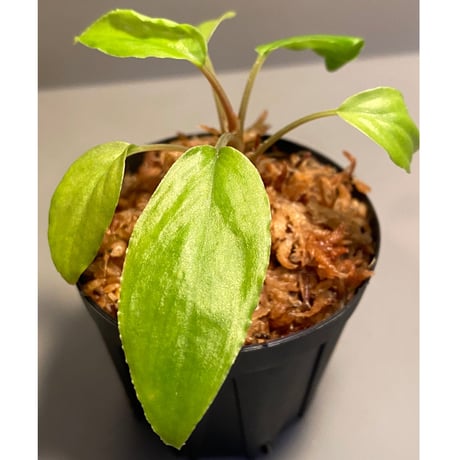 Homalomena sp. wf1 from Cameron Highlands [KZT]