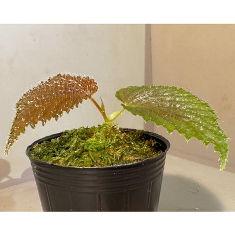 Begonia sp. from Kapuas hulu