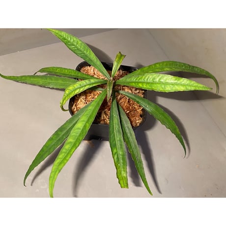 Ardisia sp. from Kapuas Hulu Kalimantan barat