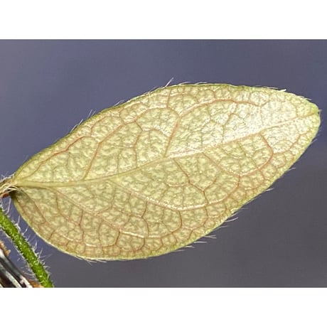 Ficus sp. "Muara wahau" white Kalimantan timur [TB]