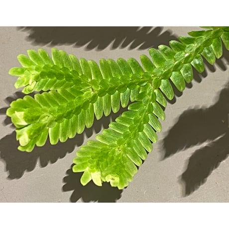 Selaginella sp. バリエガータ from "Nanga pinoh" [TB]