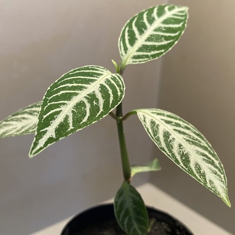 Acanthaceae gen. from Selangor alt 400 [TK050315]