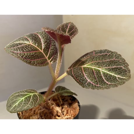Pearcea hypocyrtiflora from Rio Napo Ecuador [tanakay] 赤葉脈
