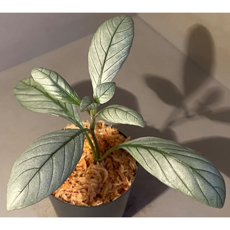 Acanthaceae gen. from Laos [LA]