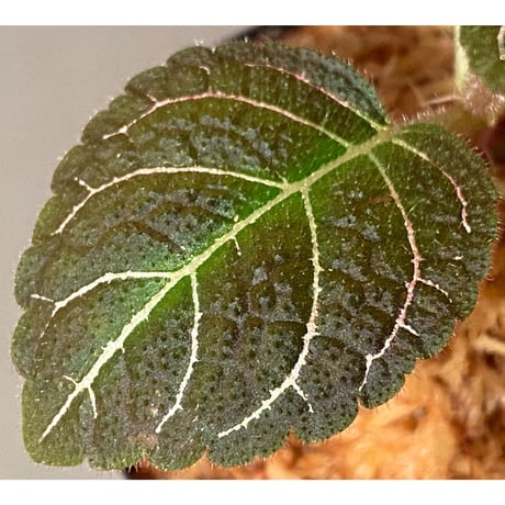 Pearcea hypocyrtiflora from Rio Napo Ecuador [tanakay] 赤葉脈