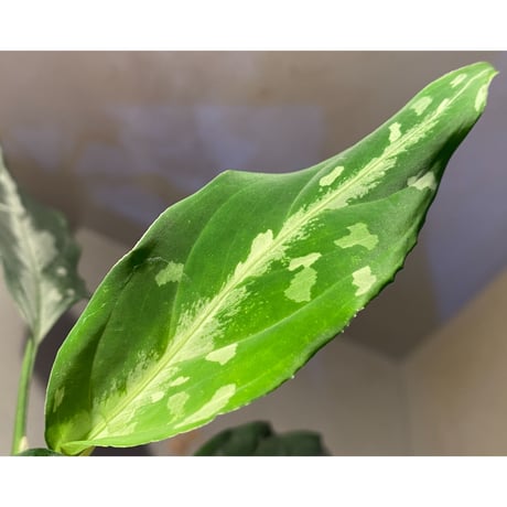 Aglaonema pictum A "しるば〜らいん" from Aceh sumatera [LA0315-4j]