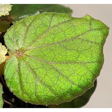 Begonia sinuata