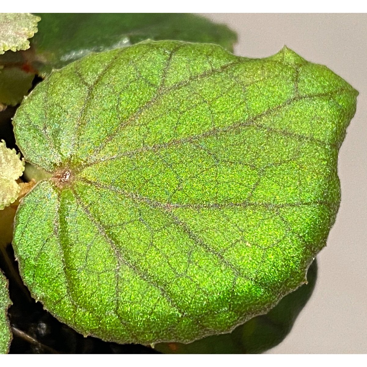 Begonia sinuata | M・R・G・R Begonia sinuata | M・R・G・R