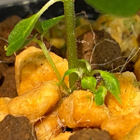 Ophiorrhiza sp. from Papua Barat[LA0319-01]