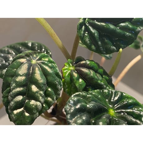 Peperomia meridiana from Ecuador [tanakay]