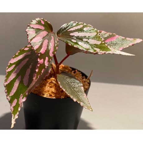 Begonia sp. ぼっち株 from Julau [R1214-01b]