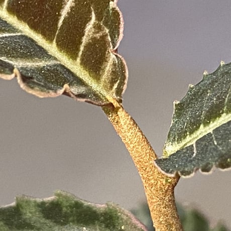 Emblemantha urnulata (Labisia sp.) from Riau sumatera [LA0815-01]