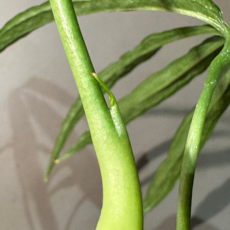 Anthurium aff. eminens | M・R・G・R