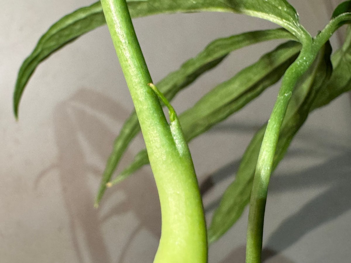 Anthurium aff. eminens | M・R・G・R