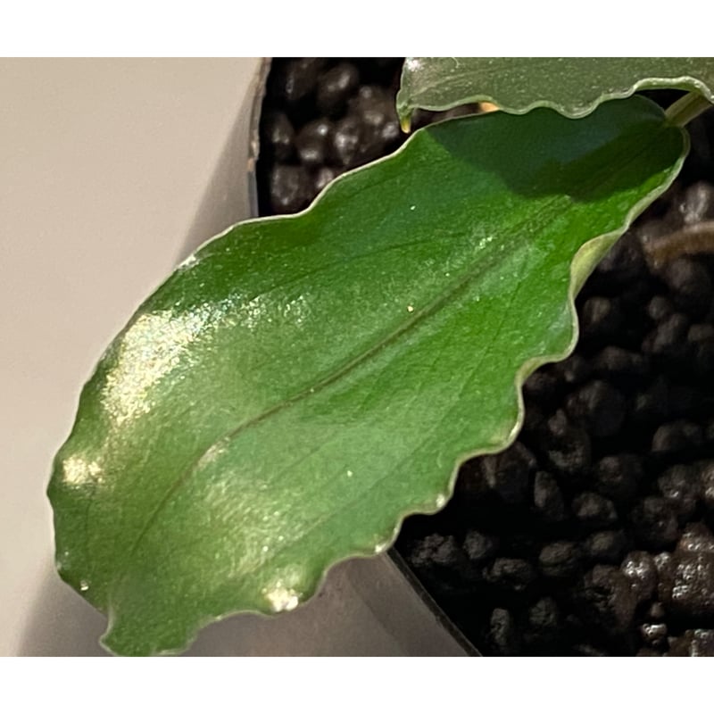 大株) Bucephalandra sp. Nanga Taman [TB] | M・R・G・R