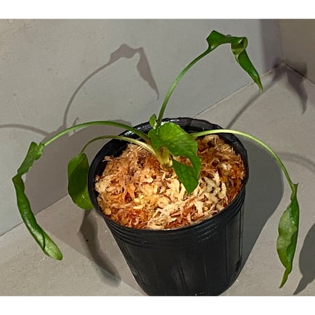 Cryptocoryne joshanii from Basilan island philippines [LA]