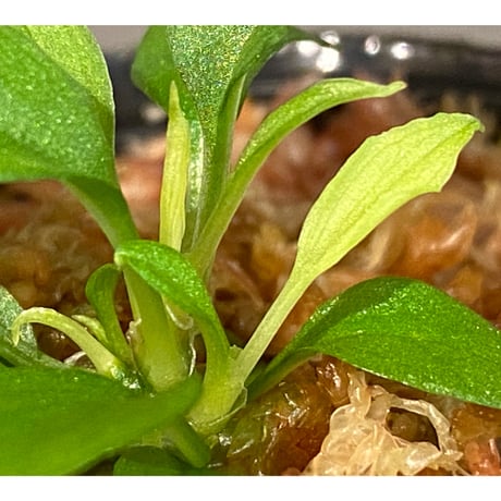 Homalomena sp. from Solok sumatera [LA0616-03]