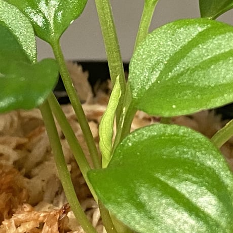 Homalomena sp. "Minimum" from Padan Utara [AZ0512-04]