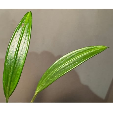 Pursegloveia cf. minima from Kapuas hulu West Kalimantan