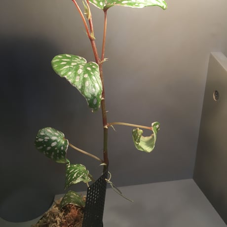 Begonia sp. from Tawau [TK071116-2]