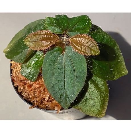 Phyllagathis sp. from Cao Bang Viet Nam [R1217-02]