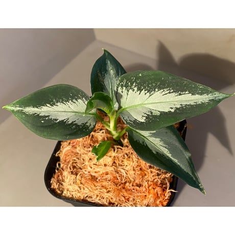 Aglaonema pictum"法皇緑"from Sumatera Barat [AZ0512-X]