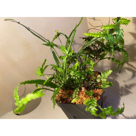 (大株) Bolbitis sp. from Siberut [LA]