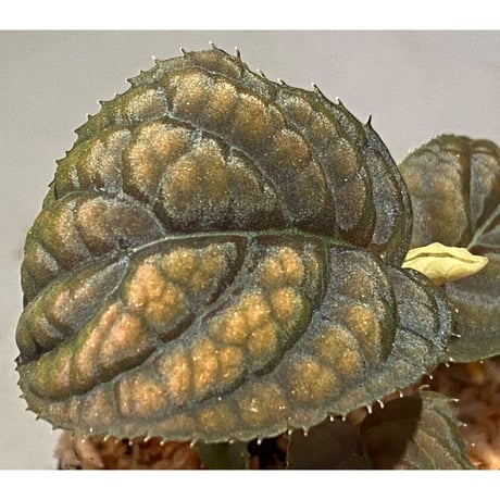 Ardisia sp. from Vietnam
