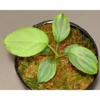 Homalomena sp. "銀A" from Cameron Highland [TK160116]