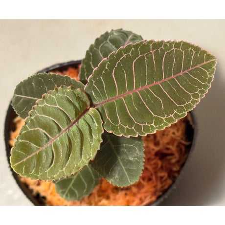 ラビシア　極美黒紫 Labisia sp. Riau Sumatera 極美黒紫（在庫No.PL-1004） - DISCOVERY