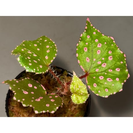 東南アジアのベゴニアの注釈付きチェックリスト 東南アジアのベゴニアの注釈付きチェックリスト 東南アジアの