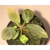 (タグ付き) Homalomena sp. Sabah-2 [R1217-01c]