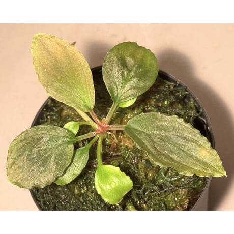 ホマロメナ | STORES