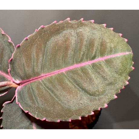 Labisia sp. from Malaysia [KN]