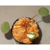 Begonia sp. f1 from Sumatera [NT ORCHID]