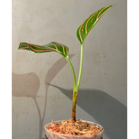 Aglaonema Red Army