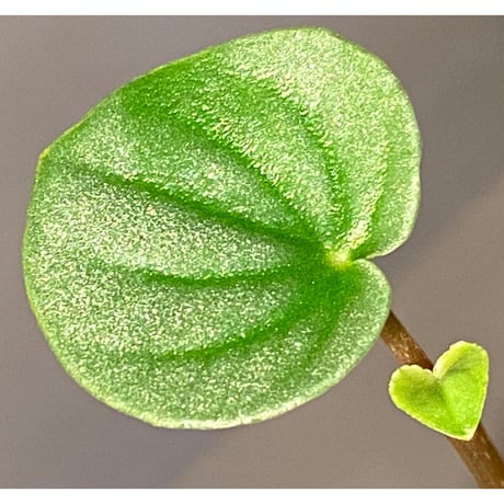 Peperomia sp. from Colombia [tanakay]