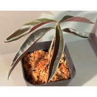 Labisia sp. from Landak West Kalimantan