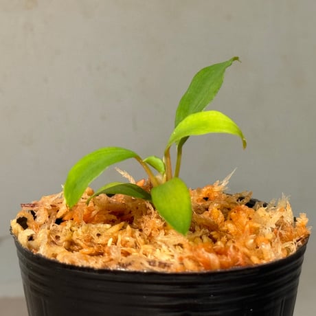 Homalomena cf. hasei from Aceh sumatera [LA1118-03]
