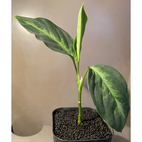 Aglaonema pictum GW1410 type6 from Padang sidempuan [TB]