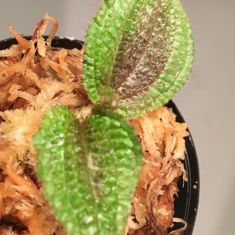 Bertolonia marmorata from Brazil