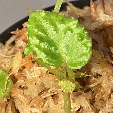Begonia dracopelta from Borneo
