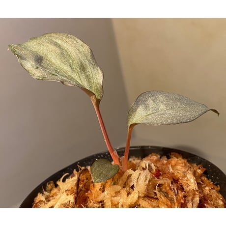 Homalomena sp. "Shirogane" SRP from Pulau Lingga[HW1017-XX]