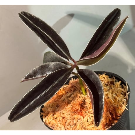 Labisia sp. from Landak West Kalimantan